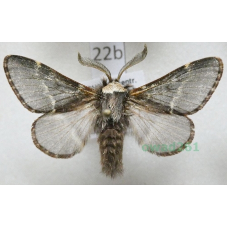 Poecilocampa populi (Linnaeus, 1758) male Barczatka osinówka Czech22b